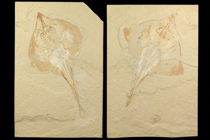 Cretaceous Ray (Rhombopterygia) Pos/Neg - Lebanon #81608